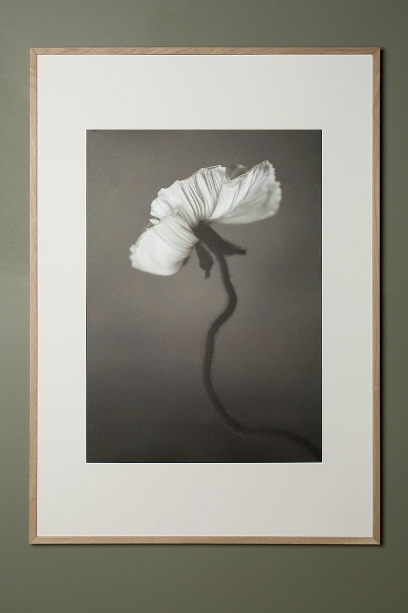 Papaver Plakat 30x40cm