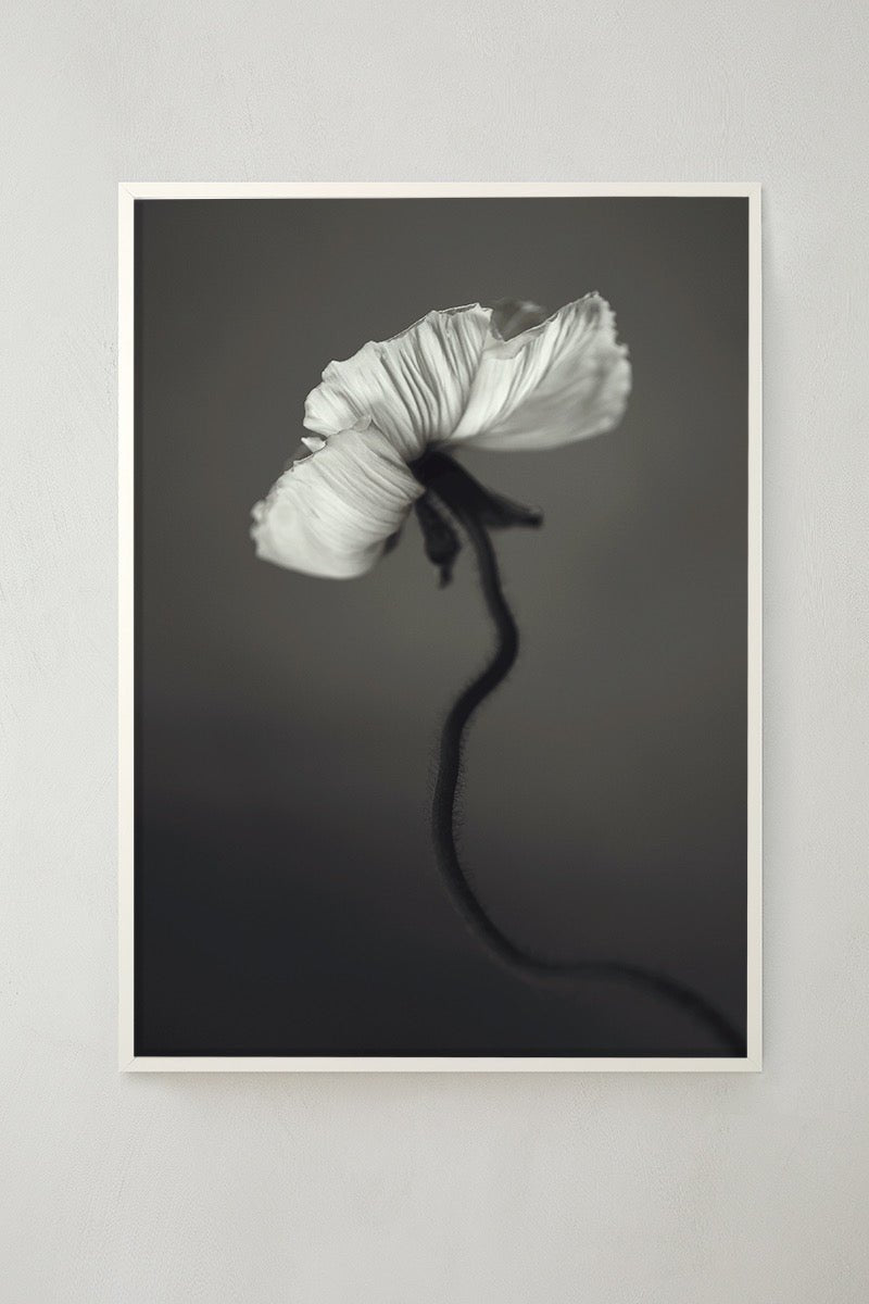 Papaver Plakat 50x70cm