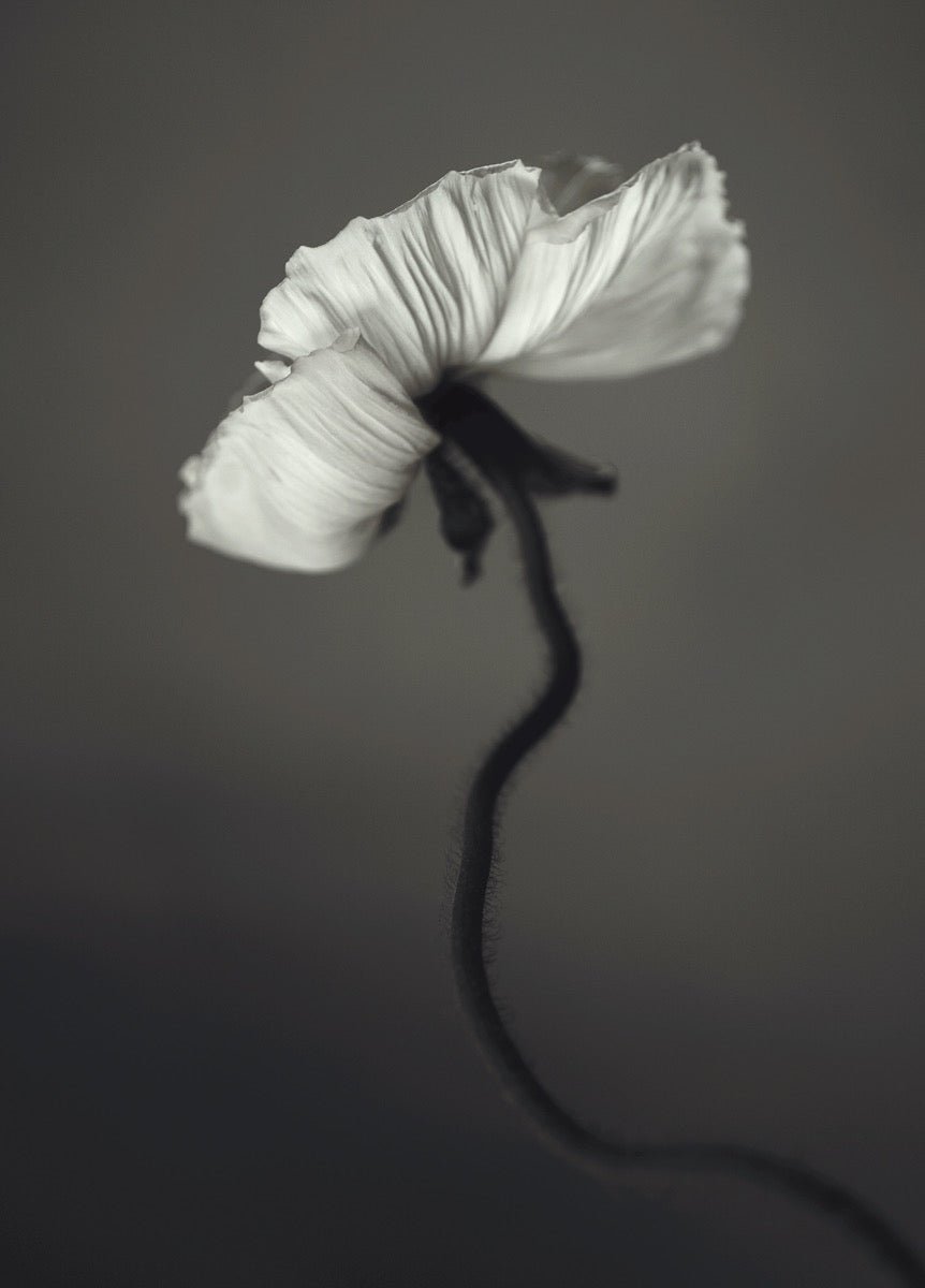 Papaver Plakat 50x70cm