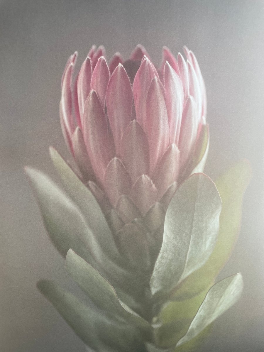 Protea plakat 30x40cm