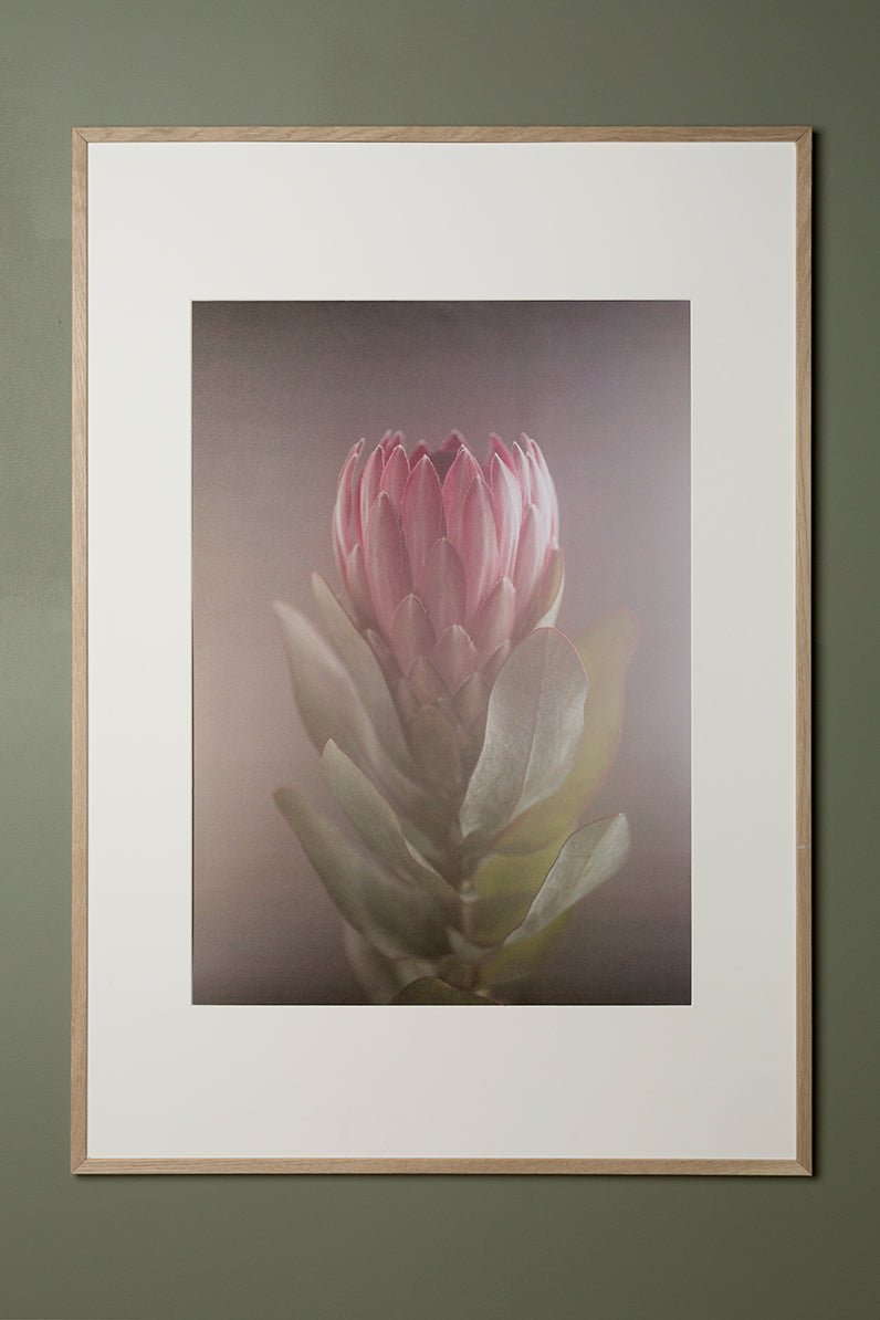 Protea plakat 30x40cm