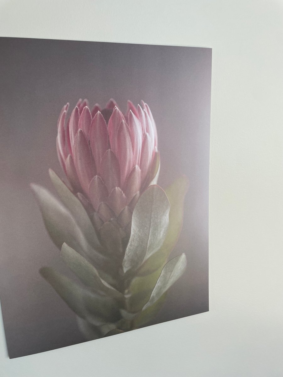 Protea plakat 30x40cm