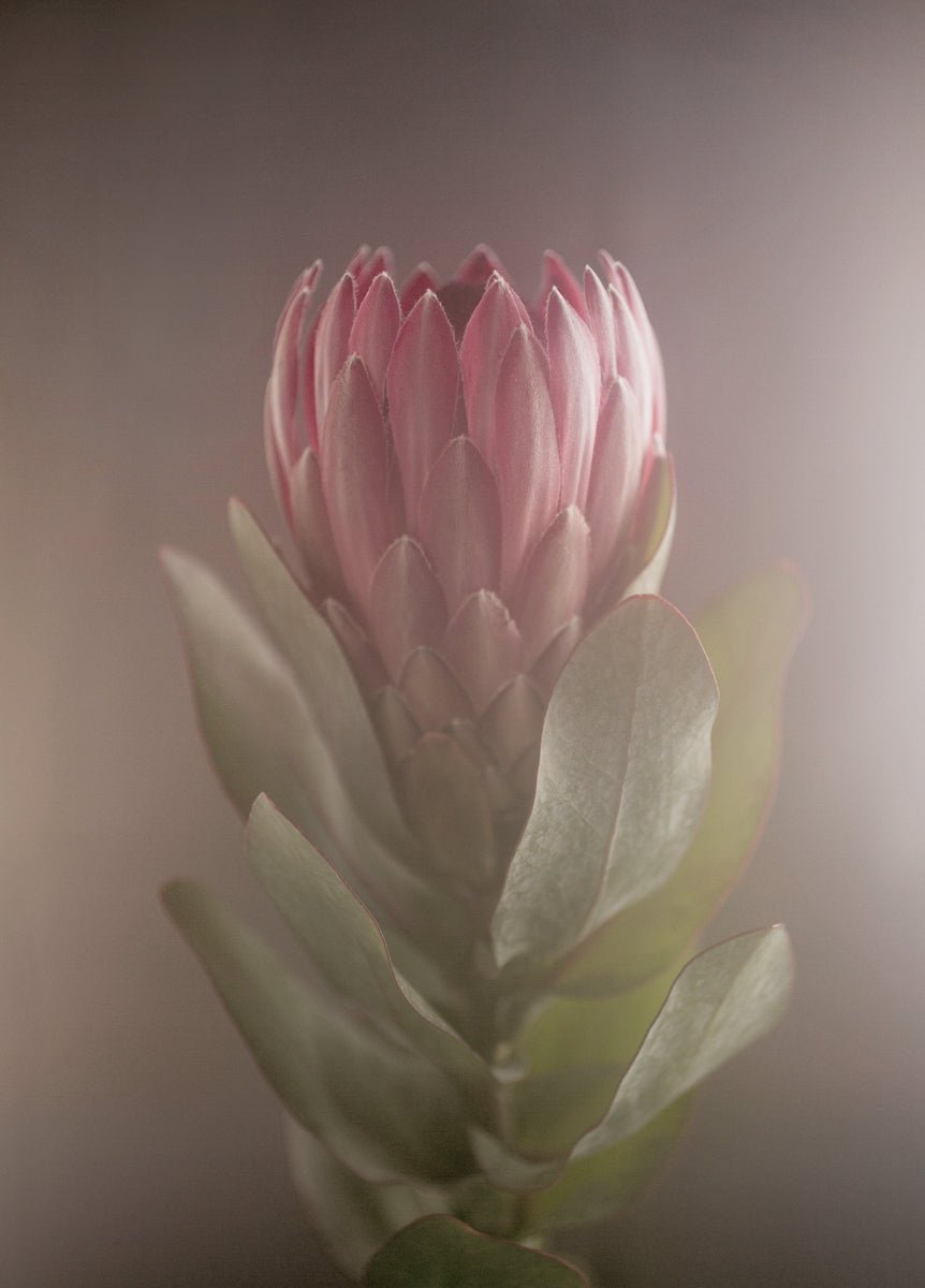 Protea plakat 30x40cm